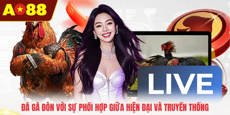 Đá gà đòn với sự phối hợp giữa hiện đại và truyền thống